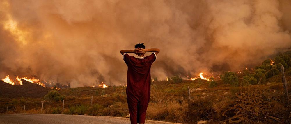Waldbrände in Marokko. 