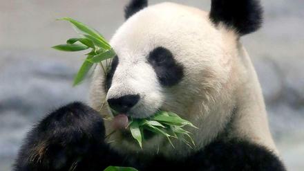 Großer Hunger. Der Große Panda gilt als stark gefährdet. Mittlerweile soll es wieder mehr Tiere geben. 
