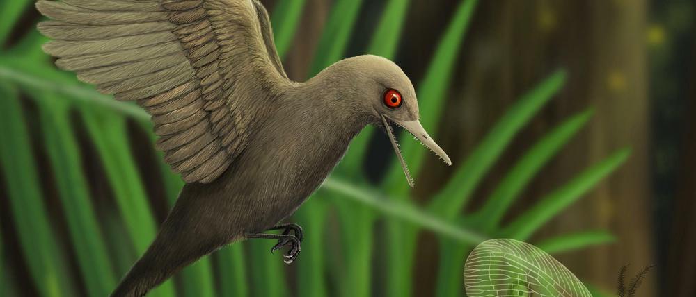 Kleiner als der kleinste lebende Kolibri: Ein 99 Millionen Jahre altes Fossil könnte ein Mini-Urvogel gewesen sein. 