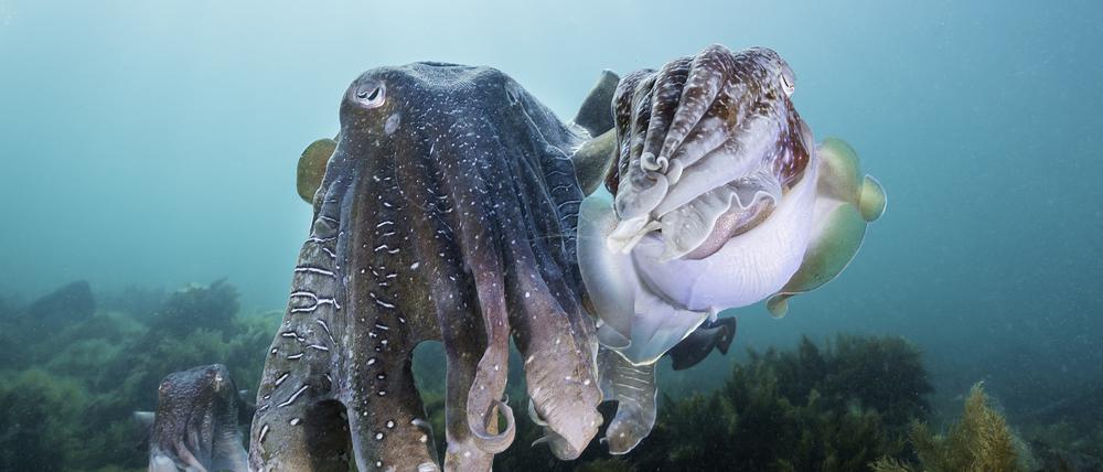 Kein Weichtier ist so intelligent wie der Oktopus. Sein soziales Verhalten scheint dem des Menschen sehr ähnlich zu sein. 