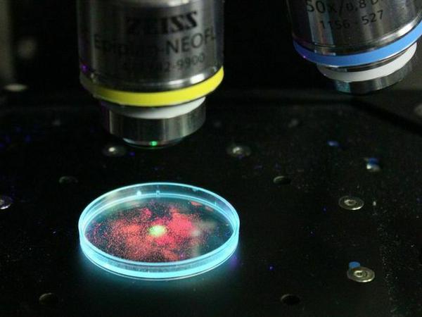 Fluoreszierende Mikroplastikpartikel unter einem Raman-Mikroskop.