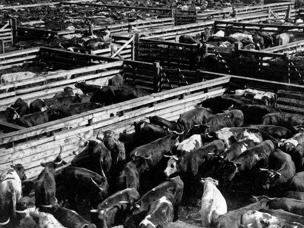 Tausende von Rindern stehen auf einem Viehmarkt in Gattern, vor dem Transport in die Schlachhöfe.