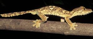 Uroplatus garamaso bewohnt Trockenwälder im Norden Madagaskars.